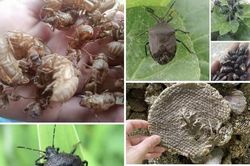 Thương lái Trung Quốc vung tiền triệu mua những thứ vứt đi: Cơ hội làm giàu hay cái bẫy?