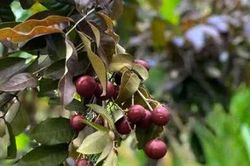 Hương vị của kỷ niệm