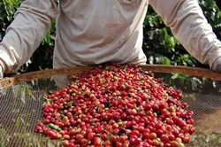 Giá cà phê hôm nay 2/9/2024: Đi ngang ngày đầu tuần