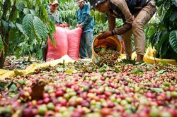 Giá cà phê hôm nay 3/9: đầu cơ bán tháo mạnh, Robusta mất hơn 200 USD/tấn