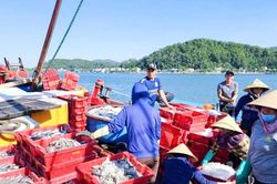 Nhu cầu tăng, ngư dân Nghệ An 'gác lễ' bám biển cung ứng cho thị trường