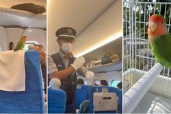 Kết thúc viên mãn cho chú vẹt 'phiêu dạt' trên tàu cao tốc suốt 500km