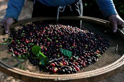 Giá cà-phê Robusta thế giới tăng thêm 200 USD/tấn