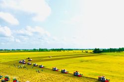 Giá lúa gạo hôm nay 5/9/2024: Giá gạo tăng 50 - 150 đồng/kg