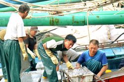 Tàu thuyền về tránh bão số 3, cảng cá lớn nhất Nghệ An đón trên 500 tấn hải sản