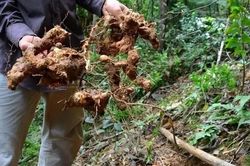 Cây 'cứu đói' ăn được cả quả lẫn rễ, giá hơn 300.000đ/kg, ở Việt Nam mọc hoang cực nhiều