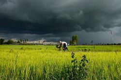 1 triệu ha lúa mùa có nguy cơ ảnh hưởng do bão