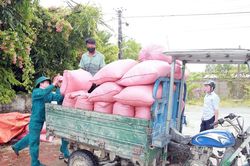 Nông dân Nghệ An thu hoạch nhanh lúa hè thu 'chạy bão'