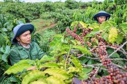 Ngày 6/9: Giá cà phê tiếp đà tăng mạnh, hồ tiêu quay đầu giảm 3.000 đồng/kg