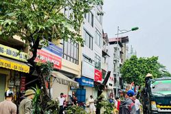 Hà Nội: Bảo tồn, trồng lại cây xanh quý hiếm sau bão số 3