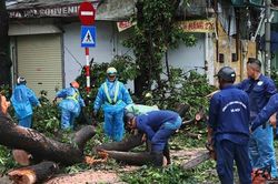 Hà Nội tập trung lực lượng thu dọn, khôi phục cây xanh gãy đổ do bão số 3