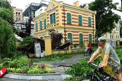 Cây si cổ thụ gắn với biệt thự 49 Trần Hưng Đạo bật gốc