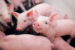Giá lợn hơi hôm nay 8/9/2024: Giảm 1.000 đồng/kg