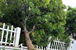 Trồng và quản lý cây xanh đô thị - bắt bệnh đổ ngã mùa mưa bão: Đừng chỉ đổ lỗi cho thiên tai