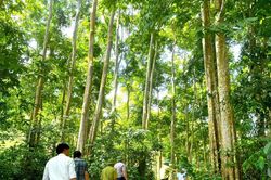 Có một rừng săng lẻ quý ở Bình Chuẩn (Con Cuông)