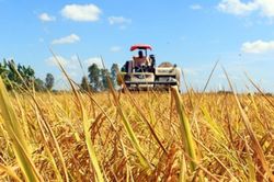Giá lúa gạo hôm nay 9/9/2024: Duy trì ổn định