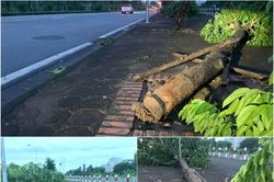 Cây trồng đúng quy trình, cây đổ cũng đúng quy trình!