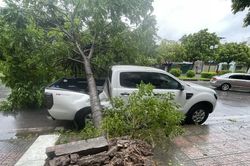 Góc nhìn 365: Khoảng trống của cây xanh