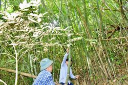 Cây lùng Nghệ An khó tiêu thụ, gãy đổ, thoái hóa