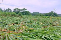 Hàng trăm ha mía đổ rạp sau mưa lốc tại huyện Anh Sơn
