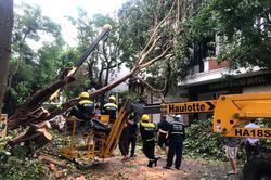 TP Hồ Chí Minh: Cử 48 công nhân ra hỗ trợ Hà Nội và Hải Phòng dọn dẹp cây đổ sau bão