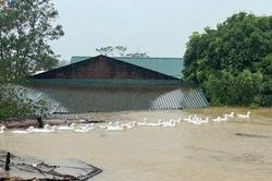 Người dân một số xã tại huyện Chương Mỹ, Hà Nội lại khốn khổ vì mưa lũ