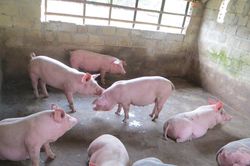 Giá lợn hơi hôm nay 11/9/2024: Giá đi ngang trên cả nước