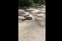 CLIP: 'Sát thủ' rắn vua lạnh lùng kết liễu rắn Copperhead độc địa trong cuộc đối đầu định mệnh