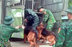 Cán bộ huấn luyện và chó nghiệp vụ của lực lượng Bộ đội Biên phòng bắt đầu tìm kiếm cứu nạn tại làng Nủ