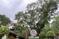 Hà Nội: Tập trung chống dựng, trồng lại cây xanh nghiêng, đổ do bão