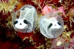 Phát hiện loài sinh vật kỳ lạ từ trước tới nay