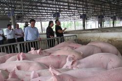 Giá lợn hơi hôm nay 12/9/2024: Miền Nam tăng nhẹ 1.000 đồng/kg