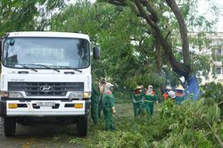 Hải Phòng: Hơn 22.000 cây xanh bị gãy đổ do bão số 3