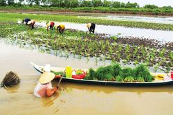 Nhộn nhịp mùa cấy