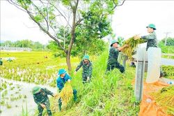 Ngập úng và thiệt hại trên 202.000 ha lúa