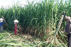 Xây dựng chuỗi mía đường đủ sức cạnh tranh, thích ứng biến đổi khí hậu