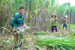 'Ngọt' như Mía đường Sơn La (SLS), cổ đông sắp nhận cổ tức 200% tiền mặt