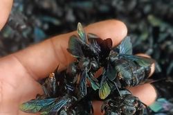 Chiêu trò thu mua ong bầu của thương lái