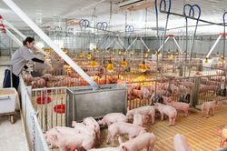 Giá lợn hơi hôm nay 16/9/2024: Không có thay đổi