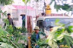 Thành phố Vinh cắt tỉa hàng loạt cây xanh ứng phó với mưa bão