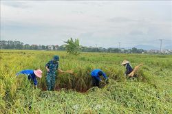 Một số tỉnh, thành phố đã không còn diện tích lúa và hoa màu ngập úng