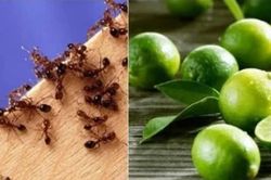 Cách đuổi kiến ra khỏi nhà hiệu quả nhất bằng gia vị gia đình nào cũng dùng, dễ dàng thấy kết quả ngay lập tức