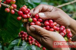 Giá cà phê hôm nay 16/9: Trong nước tăng nhưng không theo kịp tốc độ phi mã của giá thế giới