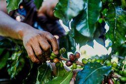 Giá cà phê hôm nay 17/9/2024: Tăng không điểm dừng, liên tục phá đỉnh