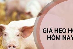 Giá lợn hơi hôm nay 17/9/2024: Tăng nhẹ ở 2 miền Nam, Bắc