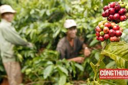 Giá cà phê hôm nay 17/9: Nguồn cung hạn chế đẩy giá robusta lập đỉnh