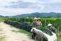 Kinh nghiệm trồng bí xanh trái vụ 'ăn chắc' của nông dân Nghệ An