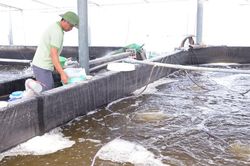 Nuôi trồng thủy sản ở Nghệ An đối mặt nhiều khó khăn
