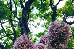 Cây cảnh 'tiên thảo', trồng trong nhà phú quý ngút ngàn như mây