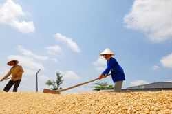 Giá lúa gạo hôm nay 23/9/2024: Đi ngang với cả gạo và lúa